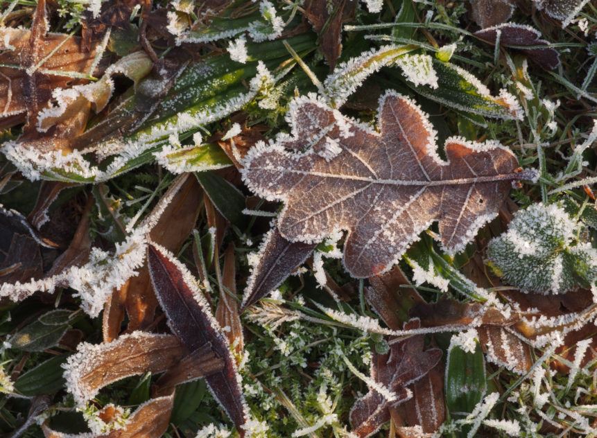frozen-leaves-and-grass-861x632
